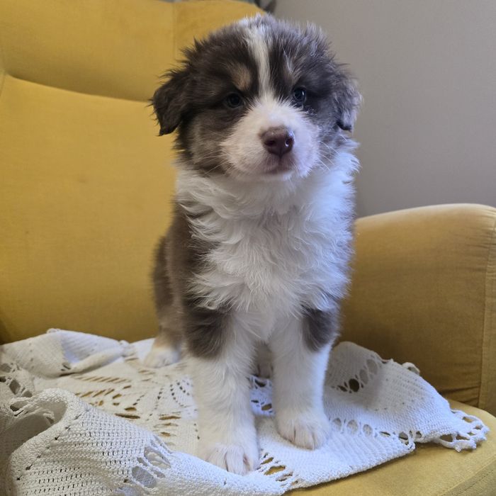 Owczarek australijski FCI suczka juz do odbioru