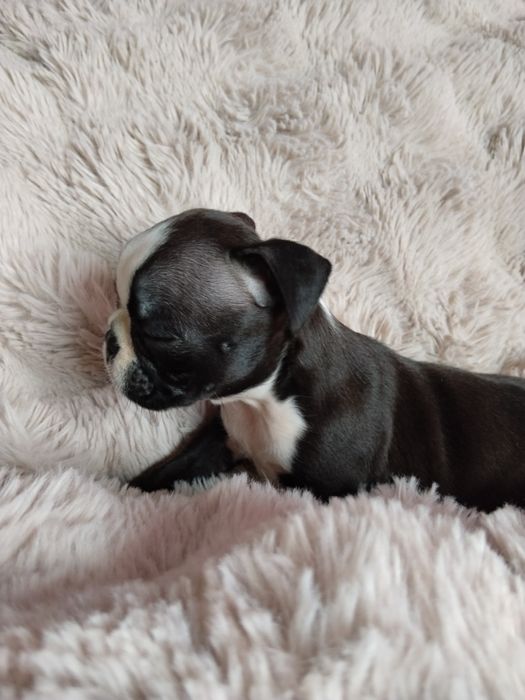 Boston terrier piesek