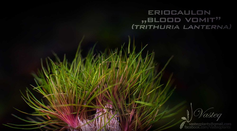 Eriocaulon Blood Vomit Thrituria Red