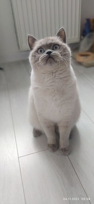 Шотландська кішка злучка