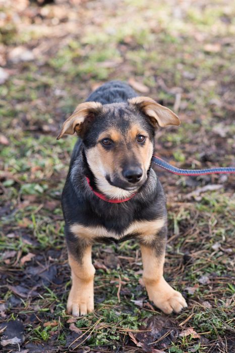 АЛЬФ- Цуценя хлопчик в пошуках родини