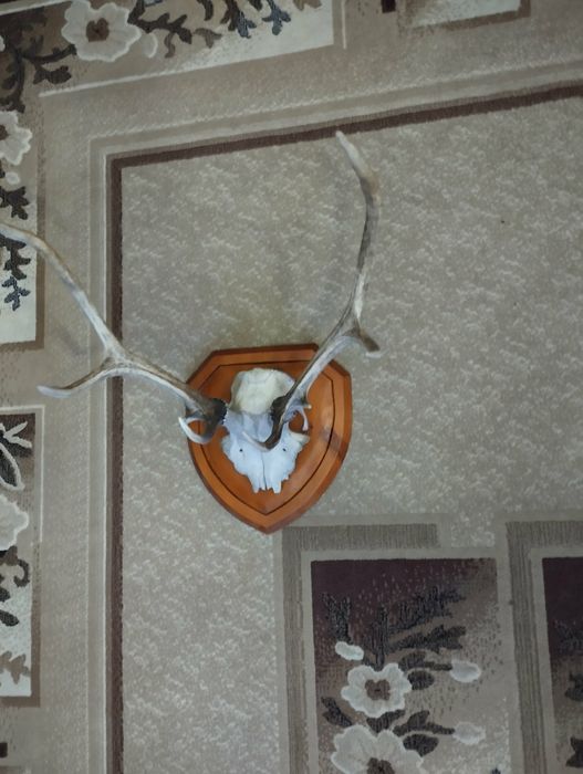 Продам роги оленя торг
