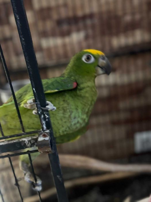 Papagaio amazona ochrocephala meiga