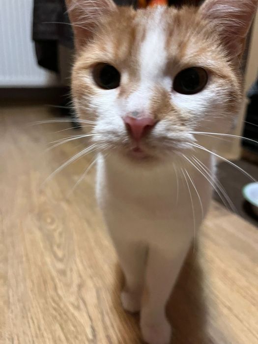 Roczna kotka szuka domu niewychodzącego