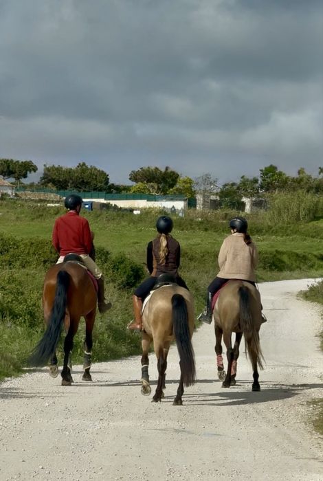 Cavalos com  5 anos Especial para passeios!!!