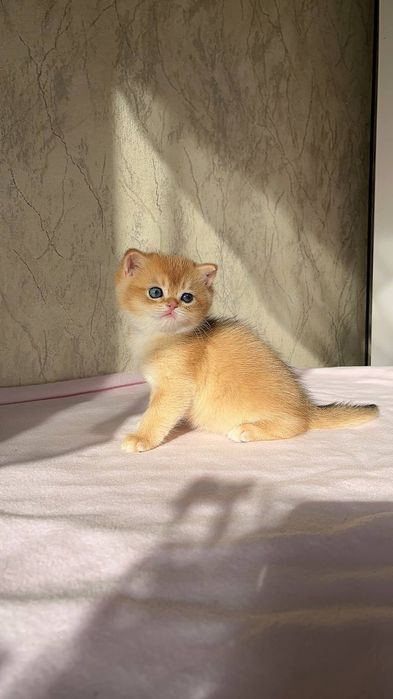Котята дорого ! британская золотая шиншилла