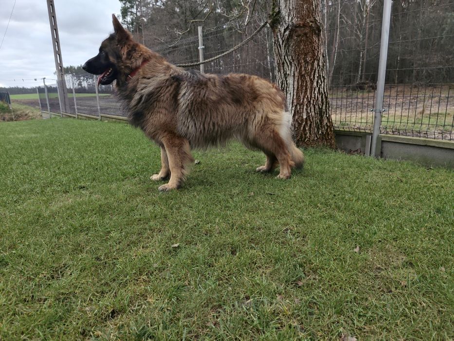 Owczarek niemiecki suczka