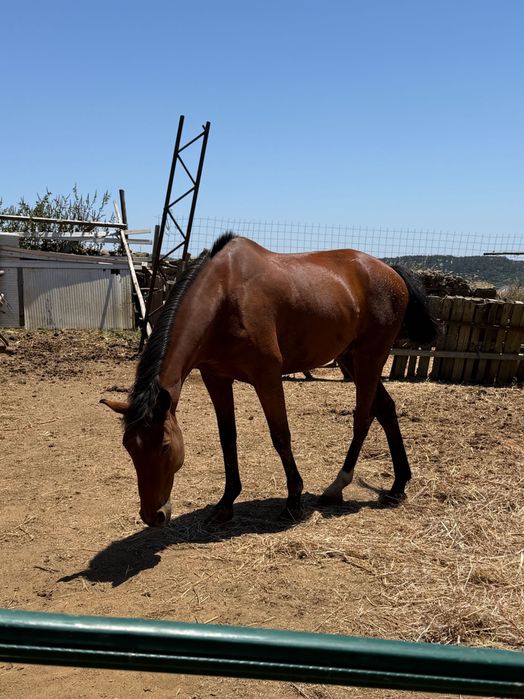 Cavalo Castanho Castrado