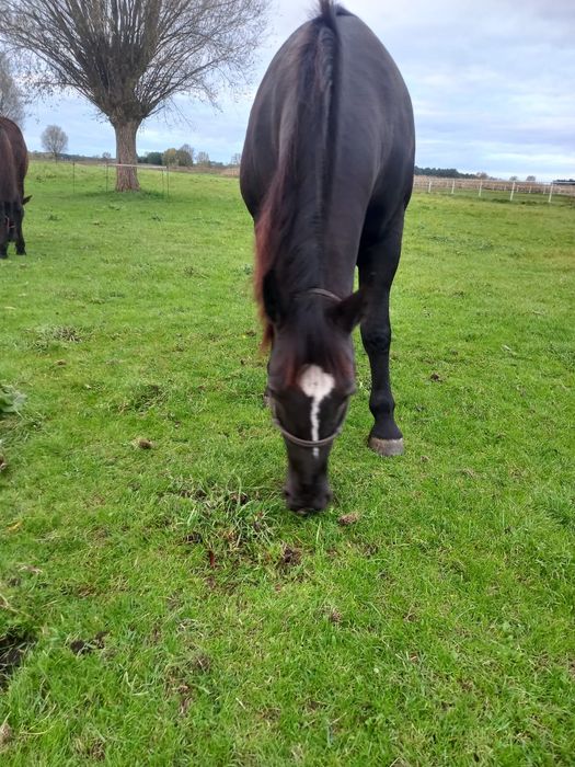 Sprzedam klacze śląskie