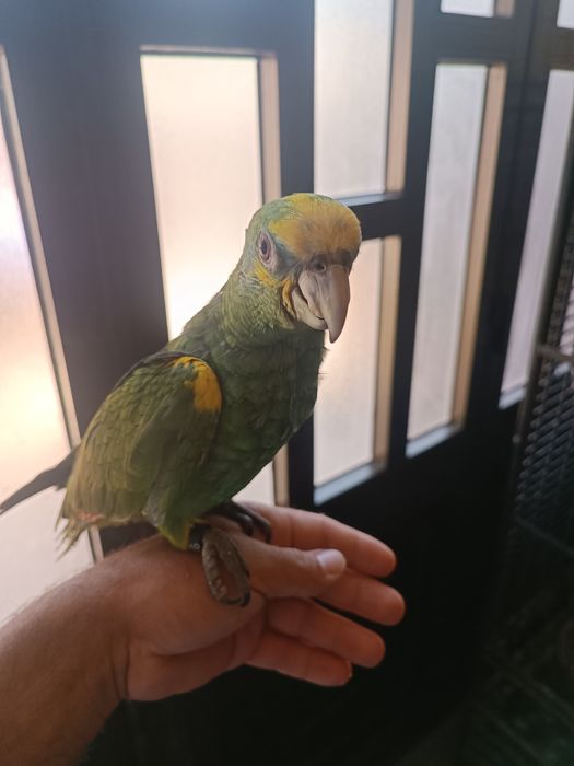 Papagaios Amazonas Barbadensis