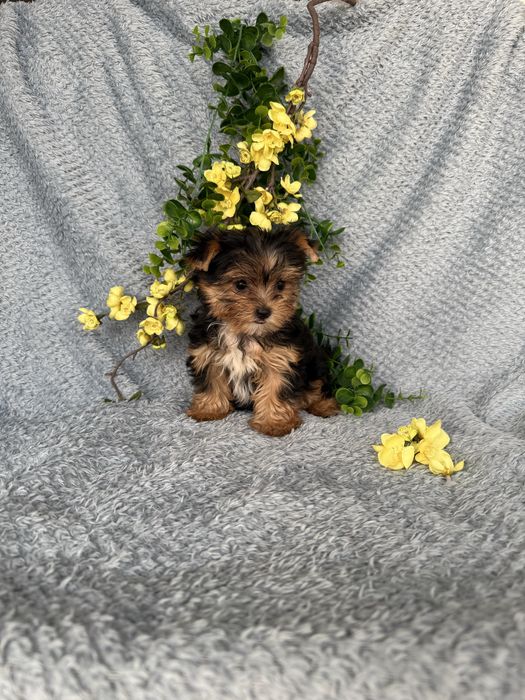 Estupendo mini mini Yorkshire Terrier de Qualidade