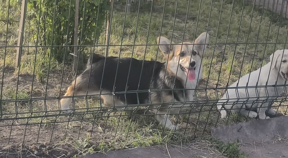 Девочка Вельш корги пемброк.