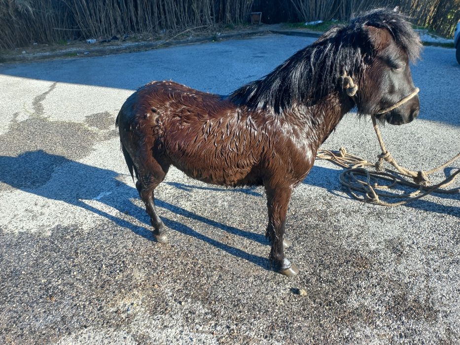 Vendo ponei manso para crianças