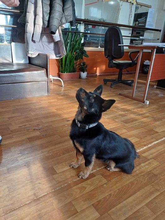 Безкоштовно віддаються