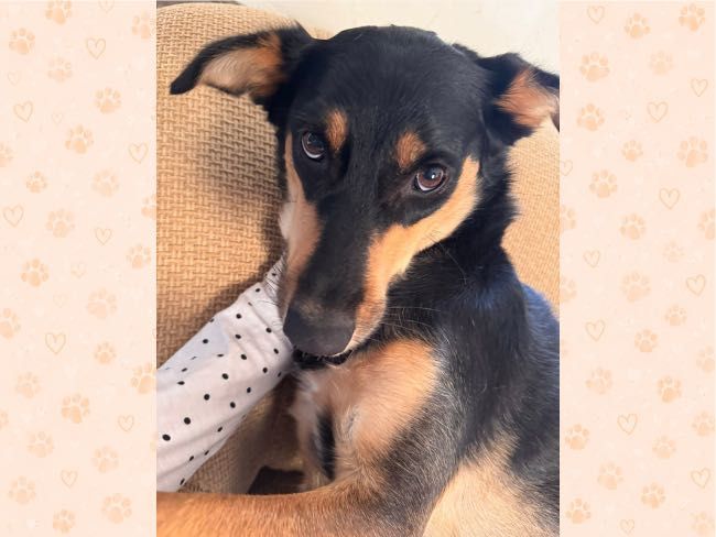 Cudowna, kochana suczka do adopcji, 2 lata,