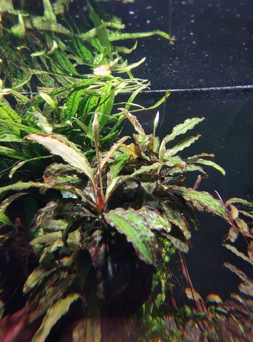 Bucephalandra !!!