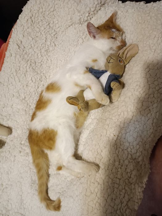 Киця, кішечка,кіт. Дуже хороша дівчинка