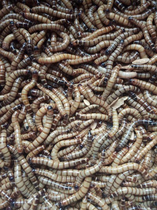 Drewnojad drewnojady larwy karmówka