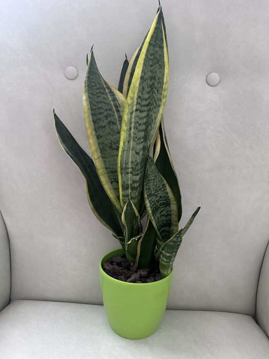 Сансевієрія – стильна та невибаглива рослина