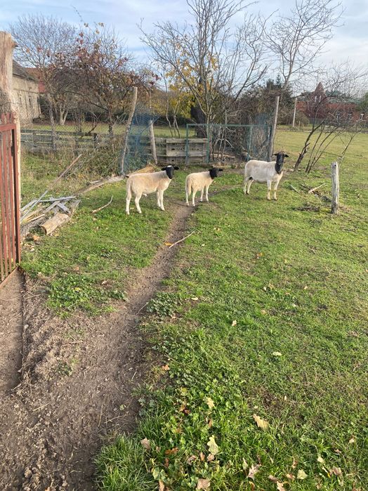 Sprzedam owce Dorper