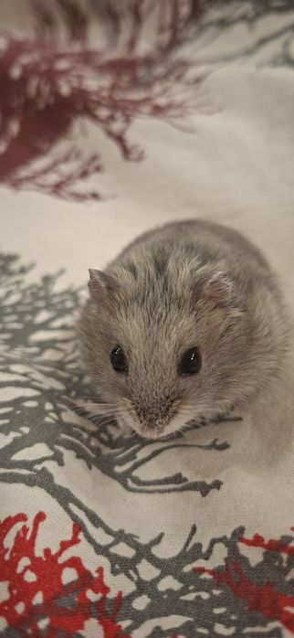 Хомяки Джунгарики