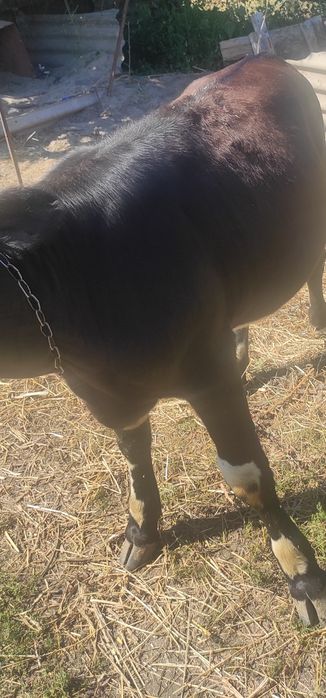 Продам теличку, 7 місяців.