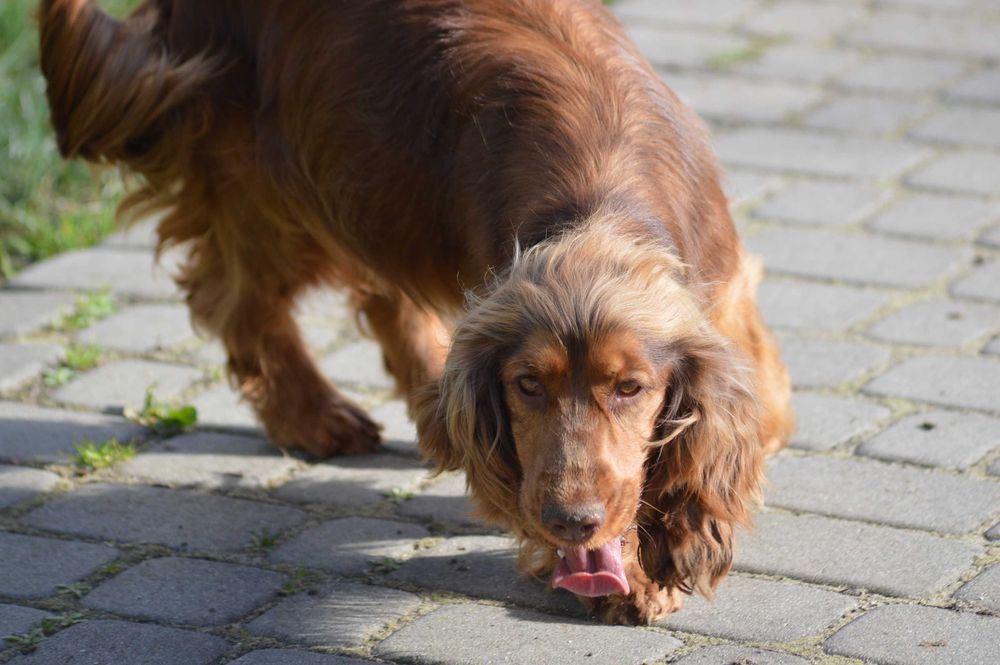 cocker spaniel angielski suczka dorosła czekoladowo-podpalana