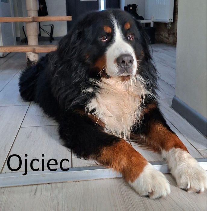 Sczeniak Berneński Pies Pasterski