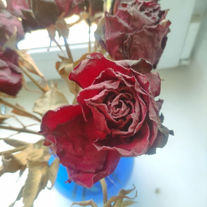 Сухі квіти, троянди