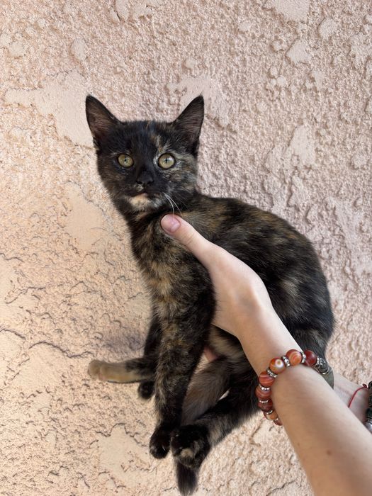 Котенятка віддаємо