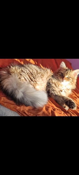 Kotki  ( samiczki ) aktualizacja  Rezerwacja wszystkich kotek!