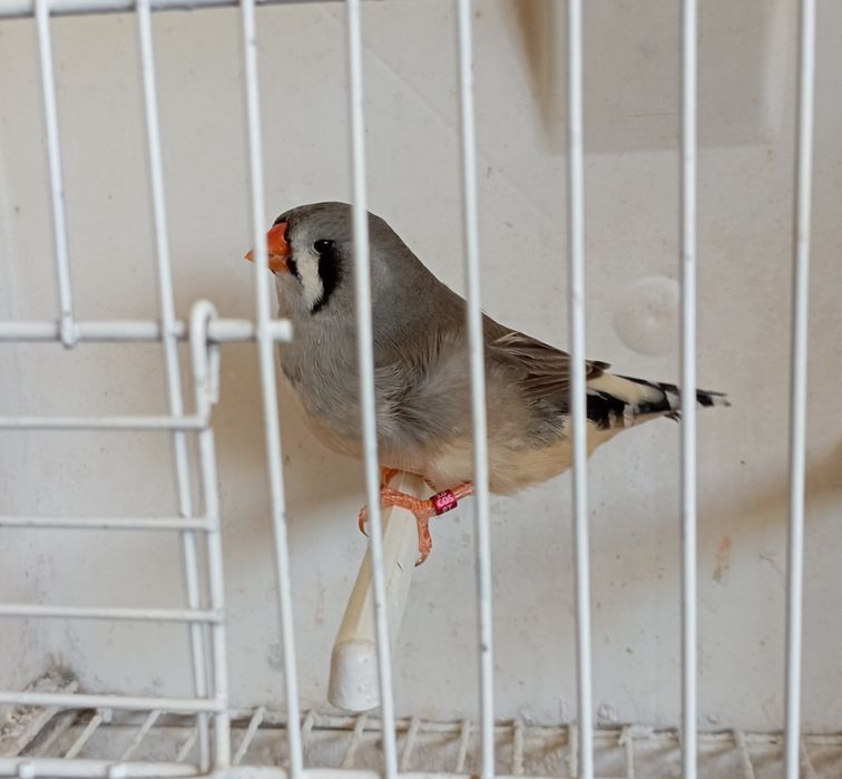 Diamantes mandarins de exposição