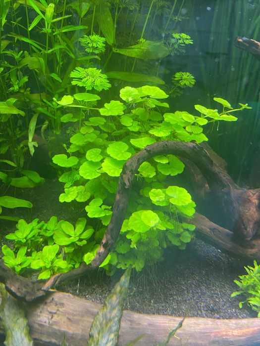 Hydrocotyle leucocephala