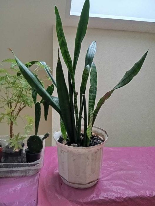 Комнатные растения (5 видов)