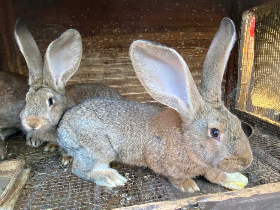 Młode króliki rasy Belg  Olbrzym - 3,5 miesięczne