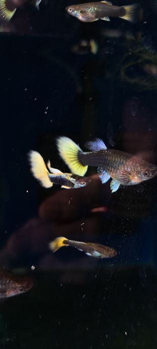 Dorosła parka gupików żółtych tuxedo okazja