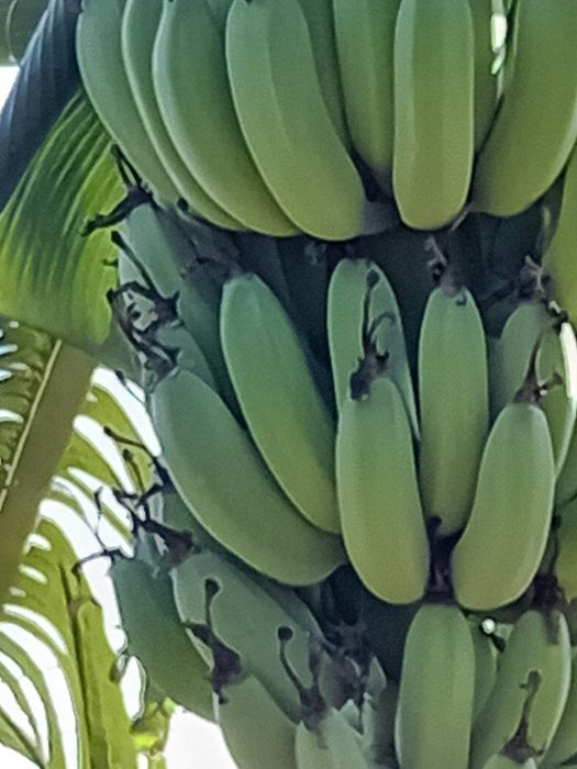 Bananeiras muito doces