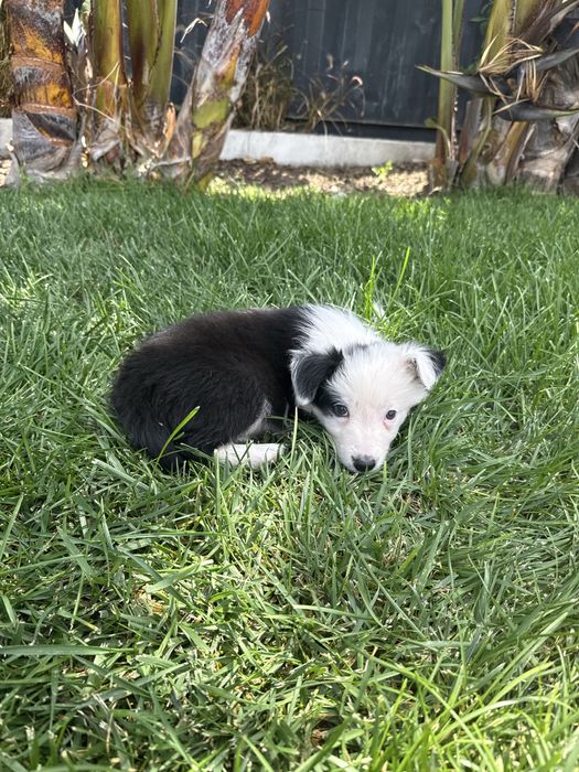 Border Collie Preto e branco machinho