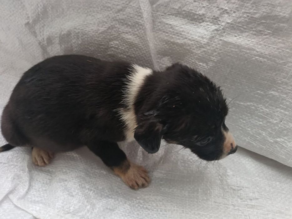 Собаки Безкоштовно