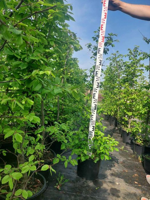 Grab doskonały na  żywopłot