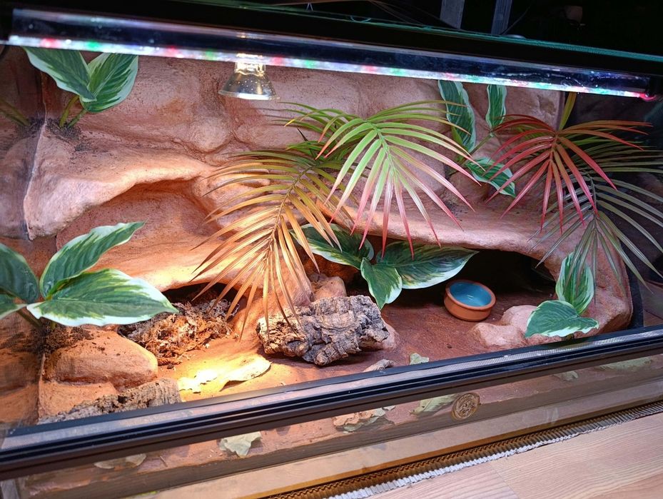 Terrarium 80x40x40 od ręki gekon lamparci