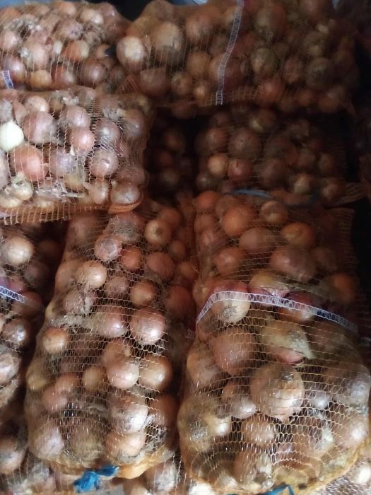 Cebula zółta oraz czerwona