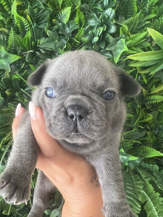 Bulldog francês blue macho