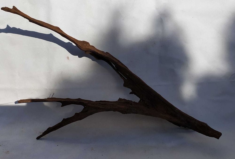 Korzeń mangrowca o ciekawym kształcie-duży