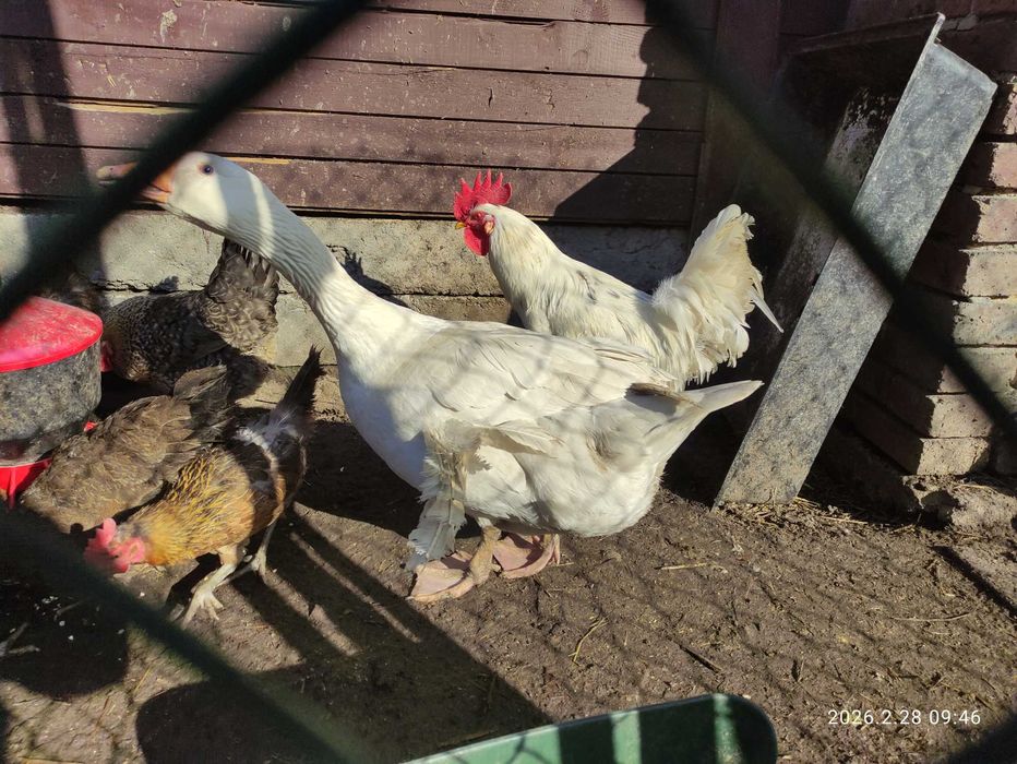 Gęś biała kołudzka, owsiana. Gąska