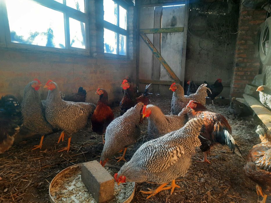 Інкубаційні  яйця