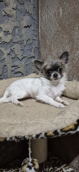 Дівчинка чихуахуа