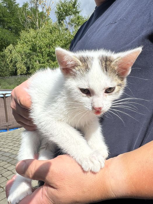 Kocięta szukają nowego domu