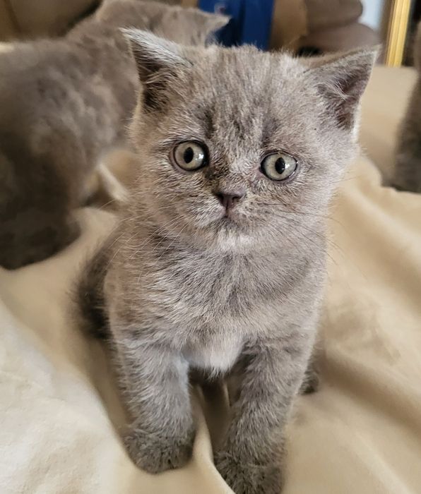 Kot Brytyjski z rodowodem