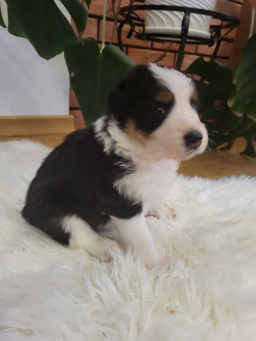 Szczeniak Border collie